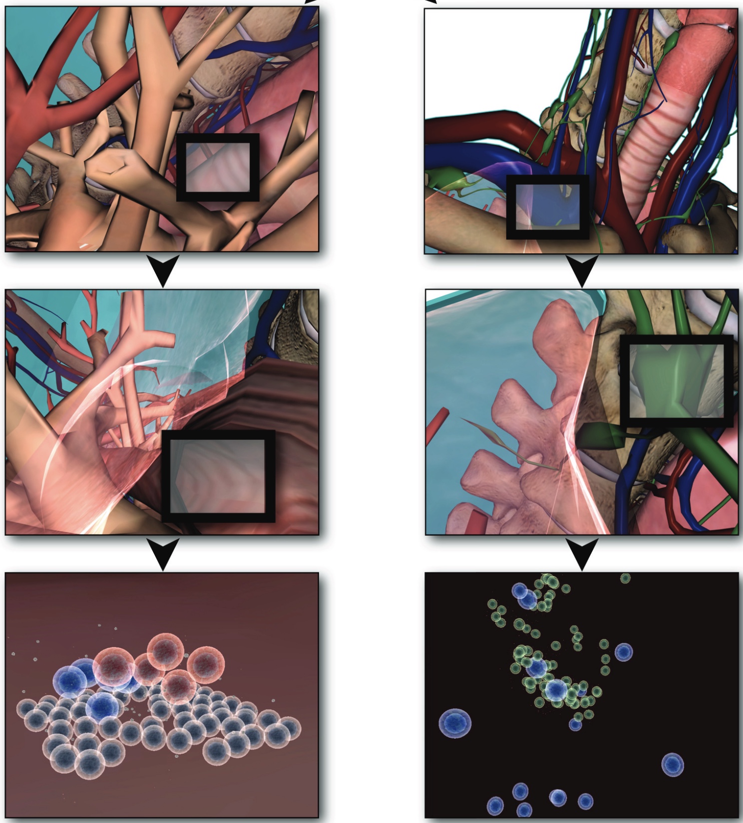 Simulating the decentralized processes of the human immune system in a virtual anatomy model