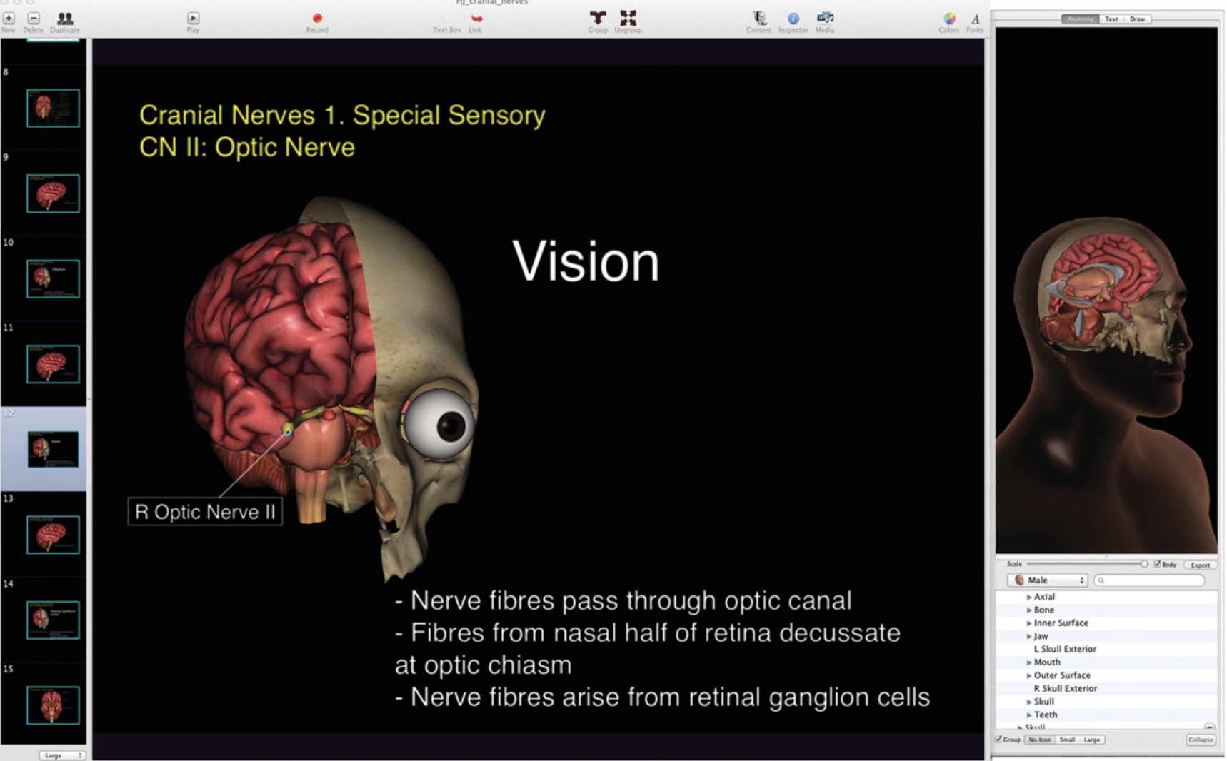 The LINDSAY Virtual Human Project: An immersive approach to anatomy and physiology