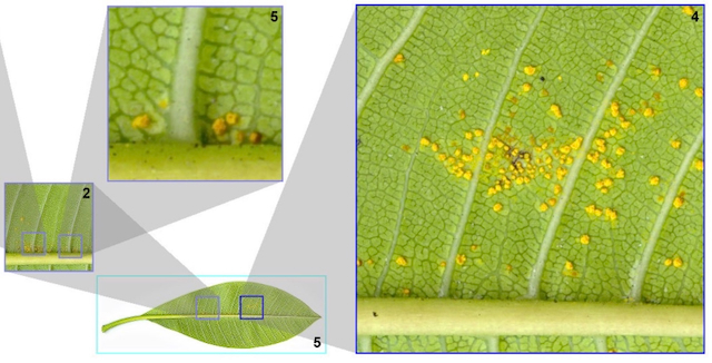 Interactive multilevel focus+ context visualization framework