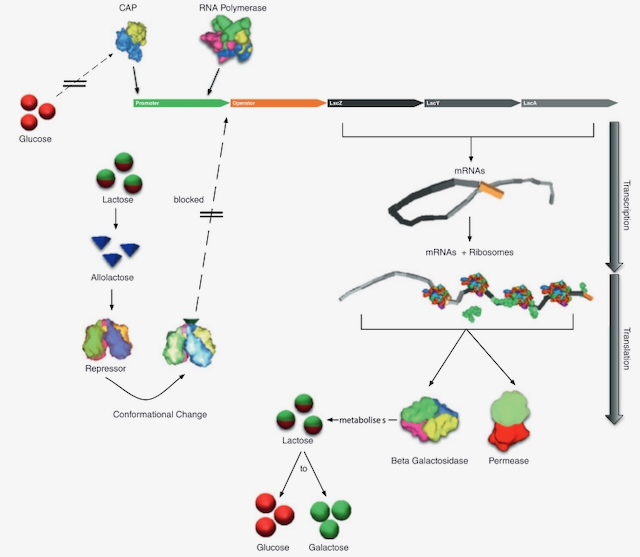 PROKARYO: an illustrative and interactive computational model of the lactose operon in the bacterium Escherichia coli